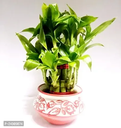 Generic 2 Layer Lucky Bamboo Plant With Ceramic Pot