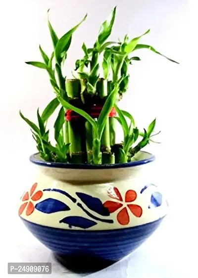 2 Layer Lucky Bamboo Plants with Ceramic Pot
