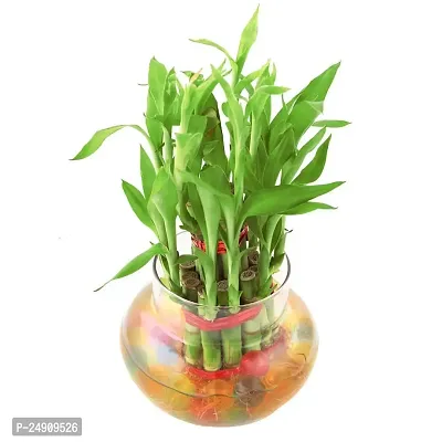Bamboo3030 2 Layer Lucky Bamboo Plant with Pot