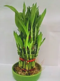 3 Layer Lucky Bamboo Plants with ceramic pot-thumb4