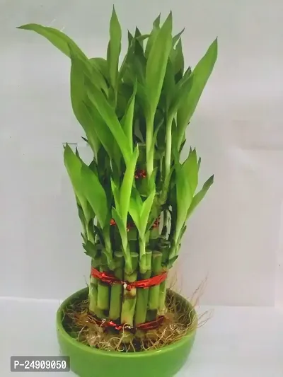 3 Layer Lucky Bamboo Plants with ceramic pot-thumb5