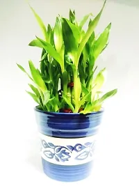 Generic 3 Layer Lucky Bamboo Plant with Ceramic Bowl (Green)-thumb3