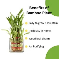 Bamboo3019 2 Layer Lucky Bamboo Plant with Pot-thumb2