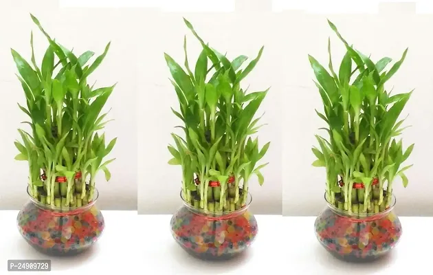 Bamboo3088 2 Layer Lucky Bamboo Plant with Pot Pack of 3 PCS