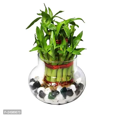 Bamboo3033 2 Layer Lucky Bamboo Plant with Pot