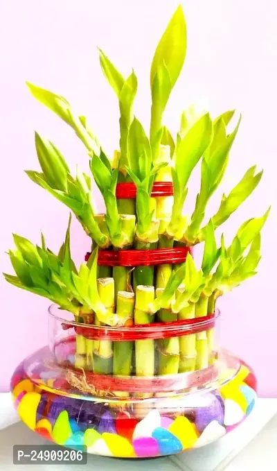 3 Layer Lucky Bamboo Plants with Pot