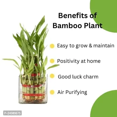 Bamboo3045 2 Layer Lucky Bamboo Plant with Pot-thumb3