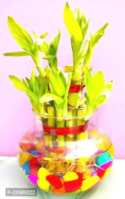 2 Layer Lucky Bamboo Plants