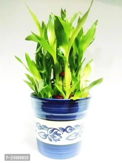 Generic 3 Layer Lucky Bamboo Plant with Ceramic Bowl (Green)