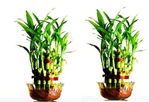 Green plant indoor 2 Layer Lucky Bamboo Plants (Set of 2 PCS)-thumb1