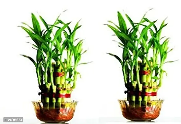 Green plant indoor 2 Layer Lucky Bamboo Plants (Set of 2 PCS)-thumb2