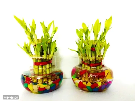 2 Layer Lucky Bamboo Plants Set of 2 PCS