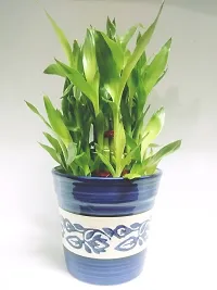 3 Layer Lucky Bamboo Plant with Ceramic bowl-thumb2