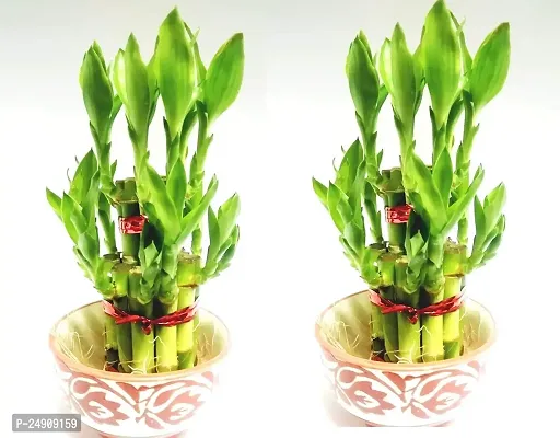 2 Layer Lucky Bamboo Plants with Ceramic Pot Set of 2 PCS