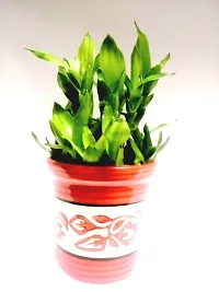 2 Layer Lucky Bamboo Plant with ceramic pot-thumb2