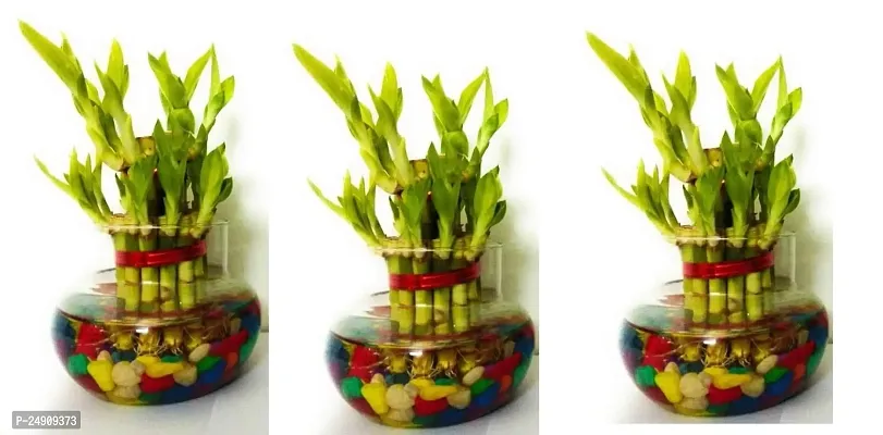 Bamboo3092 2 Layer Lucky Bamboo Plant with Pot Pack of 3 PCS