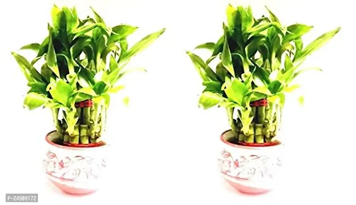 2 Layer Lucky Bamboo Plants with Ceramic Pot Set of 2 PCS