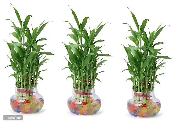 Bamboo3087 2 Layer Lucky Bamboo Plant with Pot Pack of 3 PCS