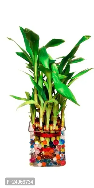 Bamboo3013 2 Layer Lucky Bamboo Plant with Pot