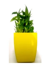 3 Layer Lucky Bamboo Plants with Plastic Pot-thumb1