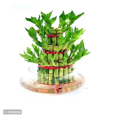 3 Layer Lucky Bamboo Plants with Pot-thumb0