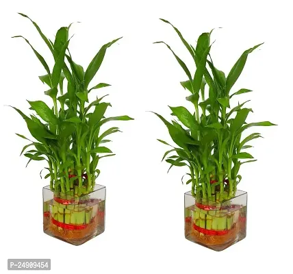 Bamboo3051 2 Layer Lucky Bamboo Plant with Pot Pack of 2 PCS
