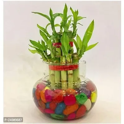 Bamboo3046 2 Layer Lucky Bamboo Plant with Pot