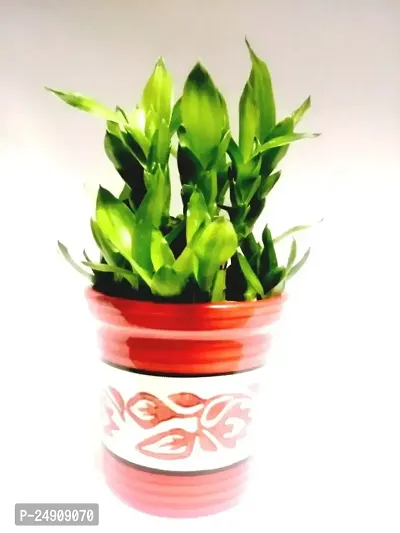 2 Layer Lucky Bamboo Plant with ceramic pot