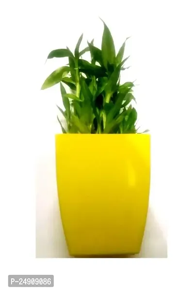 3 Layer Lucky Bamboo Plants with Plastic Pot