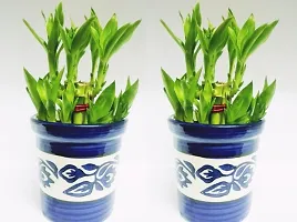 2 Layer Lucky Bamboo Plant with ceramic pot Set of 2 PCS-thumb1