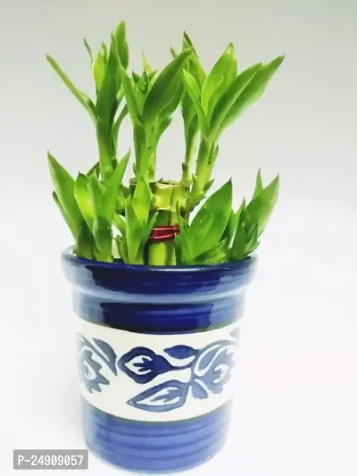 Generic 2 Layer Lucky Bamboo Plant with Ceramic Pot (Green)