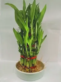 3 Layer Lucky Bamboo Plants with ceramic pot-thumb3