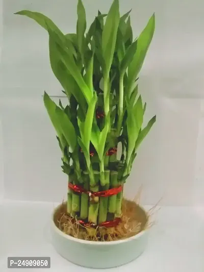 3 Layer Lucky Bamboo Plants with ceramic pot-thumb4