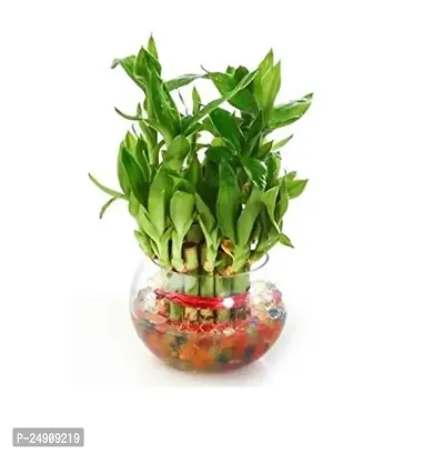 2 Layer Lucky Bamboo Plants