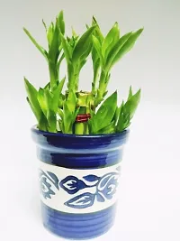 Generic 2 Layer Lucky Bamboo Plant with Ceramic Pot (Green)-thumb2