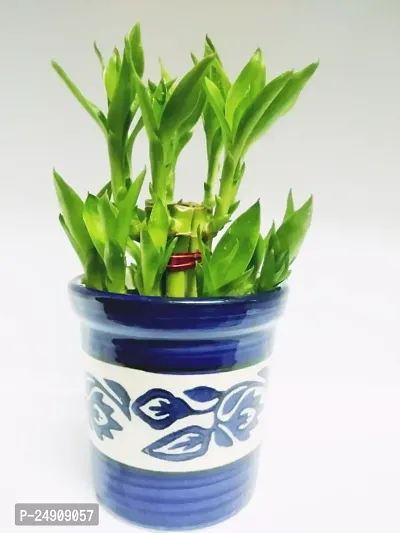 Generic 2 Layer Lucky Bamboo Plant with Ceramic Pot (Green)-thumb3