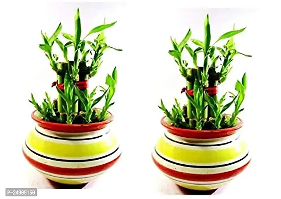 2 Layer Lucky Bamboo Plants with Ceramic Pot Set of 2 PCS