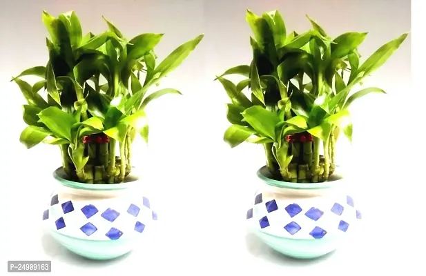 2 Layer Lucky Bamboo Plants with Ceramic Pot Set of 2 PCS