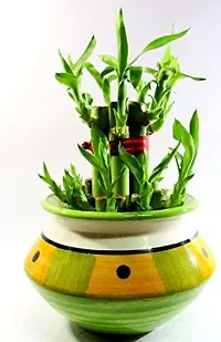 2 Layer Lucky Bamboo Plants with Ceramic Pot-thumb3