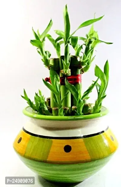 2 Layer Lucky Bamboo Plants with Ceramic Pot-thumb4