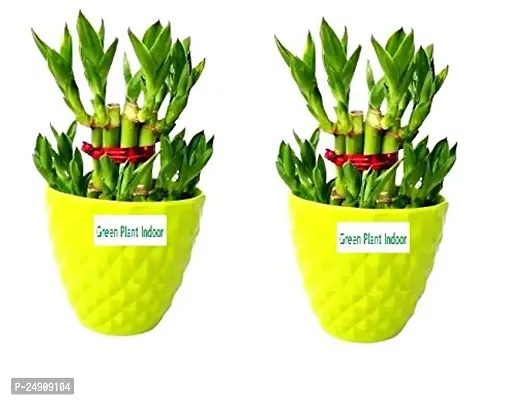 2 Layer Lucky Bamboo Plants with Kohinoor Bowl Set of 2 PCS-thumb0