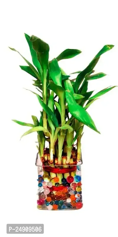 Bamboo3001 2 Layer Lucky Bamboo Plant with Pot