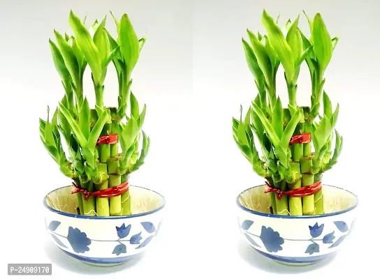 2 Layer Lucky Bamboo Plants with Ceramic Pot Set of 2 PCS