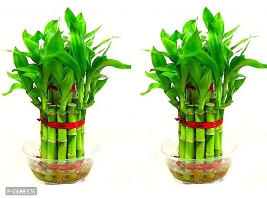 Bamboo3061 2 Layer Lucky Bamboo Plant with Pot Pack of 2 PCS