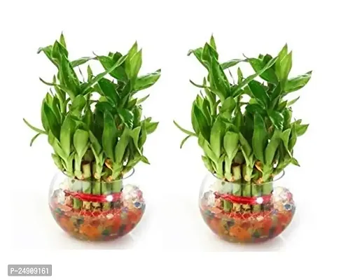 2 Layer Lucky Bamboo Plants Set of 2 PCS