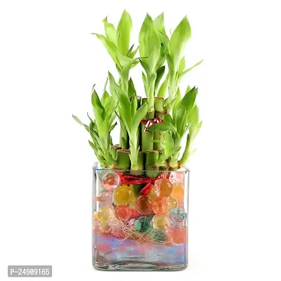 2 Layer Lucky Bamboo Plants-thumb0