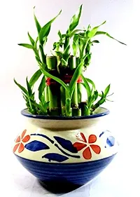 2 Layer Lucky Bamboo Plants with Ceramic Pot-thumb1