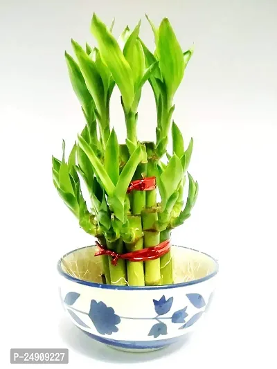 2 Layer Lucky Bamboo Plants with Ceramic Pot