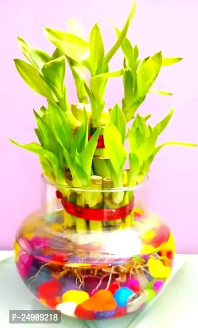 2 Layer Lucky Bamboo Plants