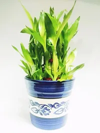 3 Layer Lucky Bamboo Plant with Ceramic bowl-thumb1